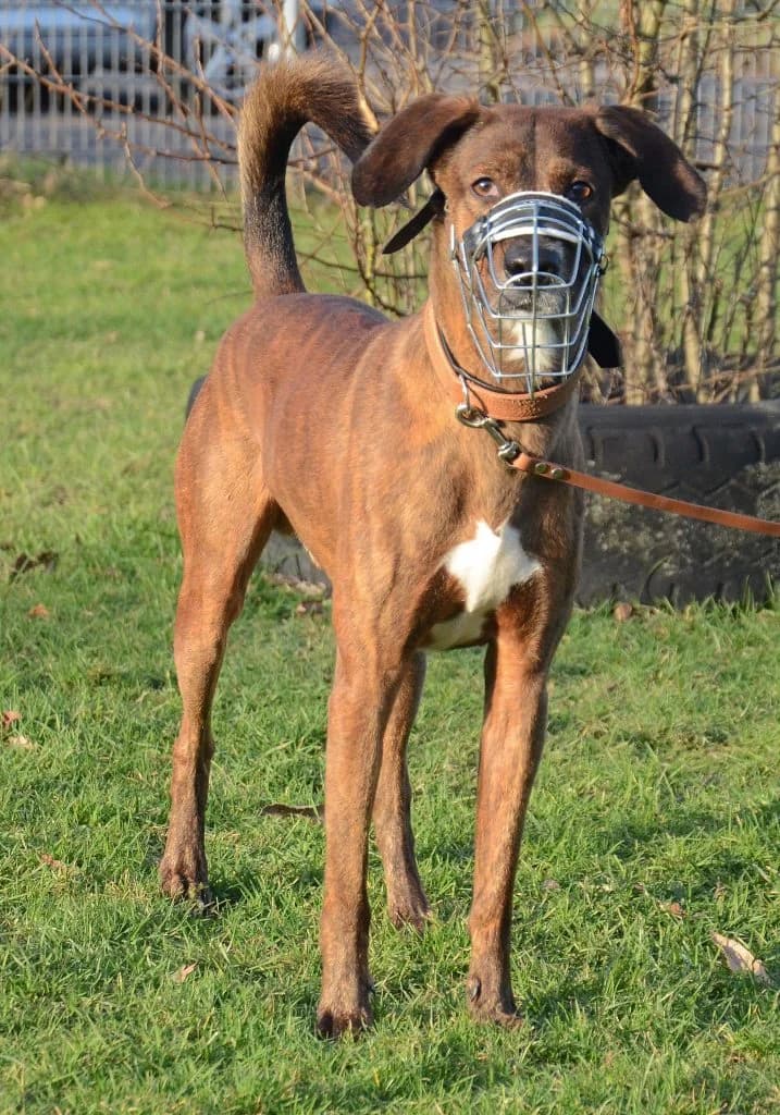 Stifler … ein Meister der Autonomie, male Mixed Breed for adoption at Tierheim Moers, Moers — photo 2 of 7