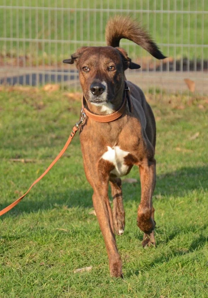 Stifler … ein Meister der Autonomie, male Mixed Breed for adoption at Tierheim Moers, Moers — photo 3 of 7