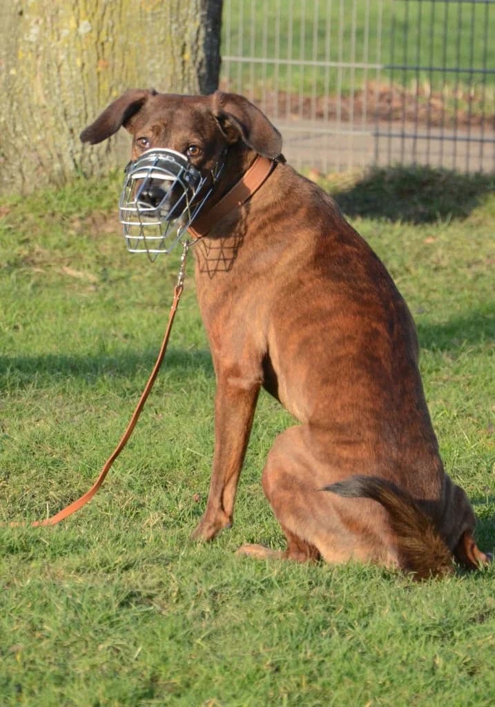 Stifler … ein Meister der Autonomie, male Mixed Breed for adoption at Tierheim Moers, Moers — photo 4 of 7