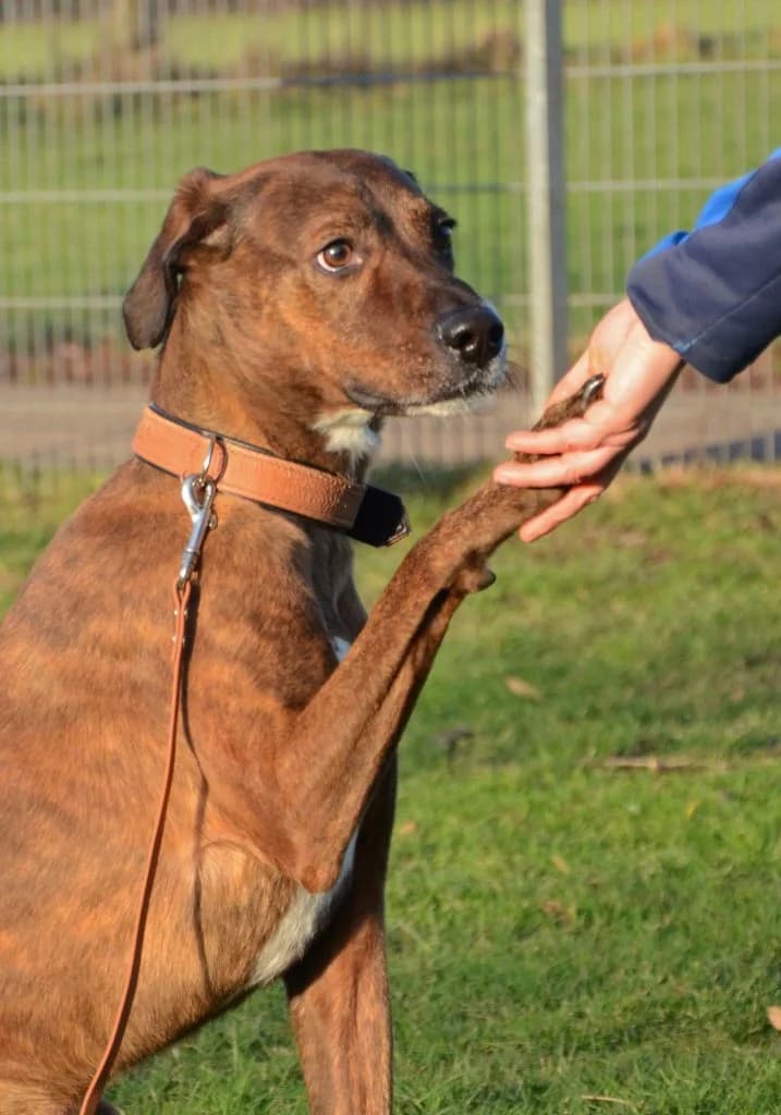 Stifler … ein Meister der Autonomie, male Mixed Breed for adoption at Tierheim Moers, Moers — photo 5 of 7