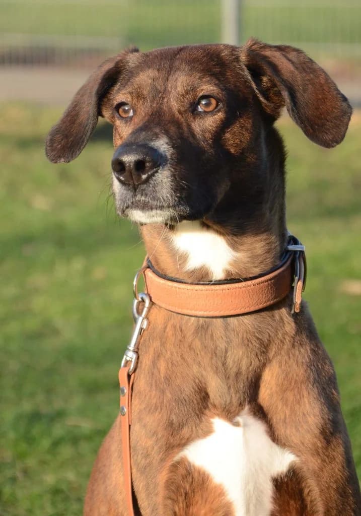 Stifler … ein Meister der Autonomie, male Mixed Breed for adoption at Tierheim Moers, Moers — photo 6 of 7