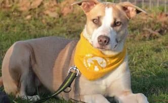 Rosa … bereit für die Schule, female Mixed Breed for adoption at Tierheim Moers, Moers