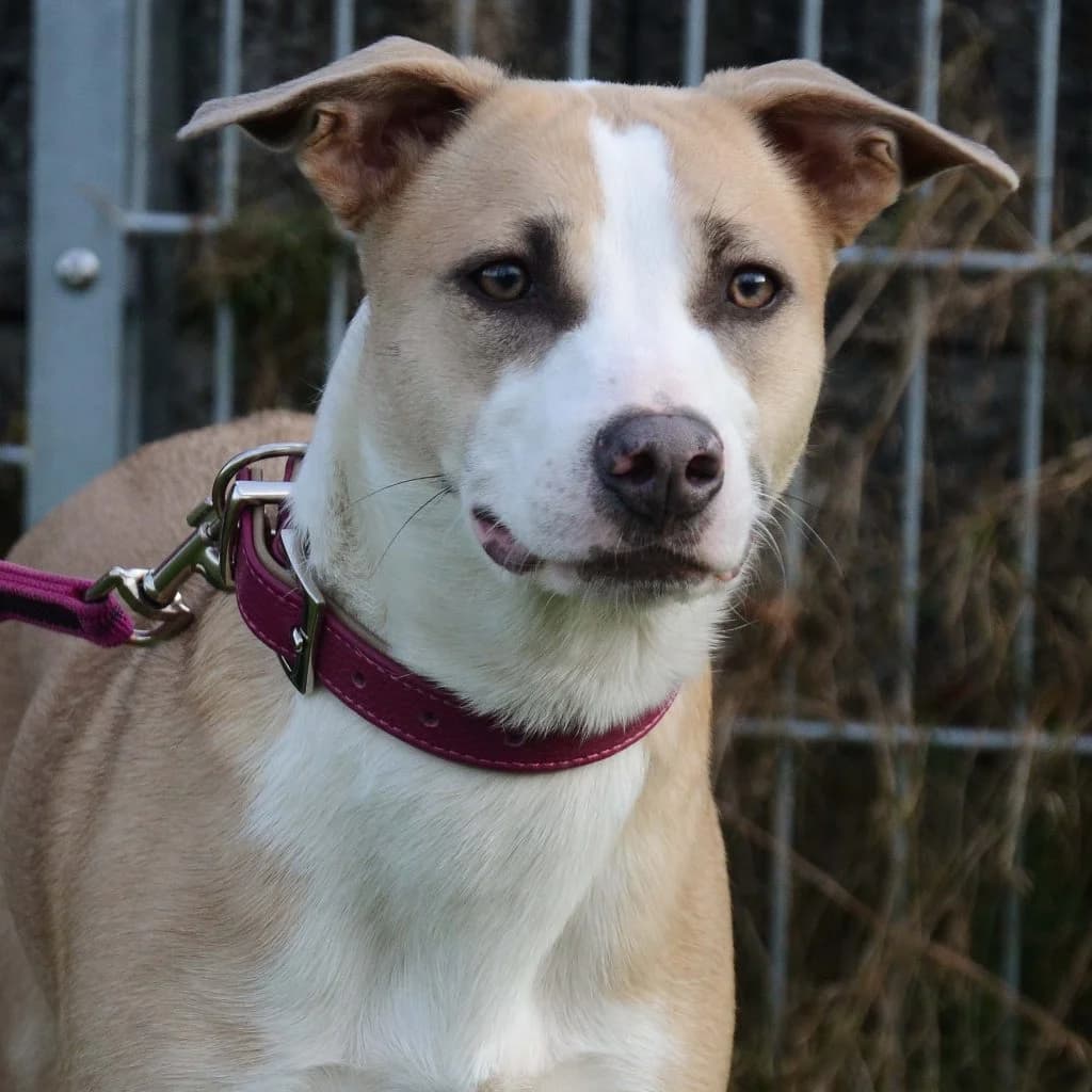 Rosa … bereit für die Schule, female Mixed Breed for adoption at Tierheim Moers, Moers — photo 2 of 8