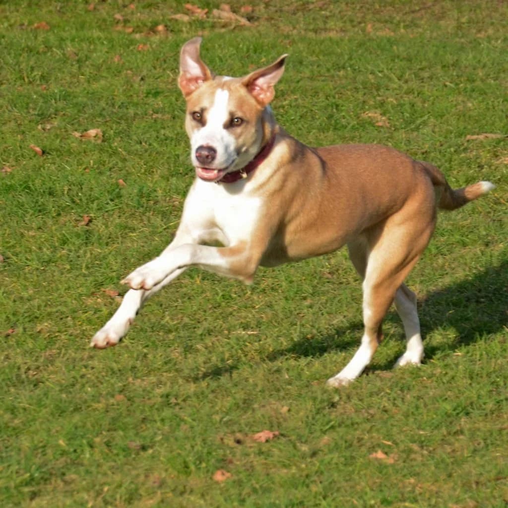 Rosa … bereit für die Schule, female Mixed Breed for adoption at Tierheim Moers, Moers — photo 3 of 8