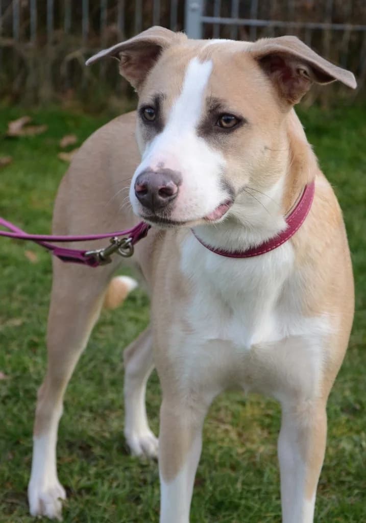 Rosa … bereit für die Schule, female Mixed Breed for adoption at Tierheim Moers, Moers — photo 4 of 8