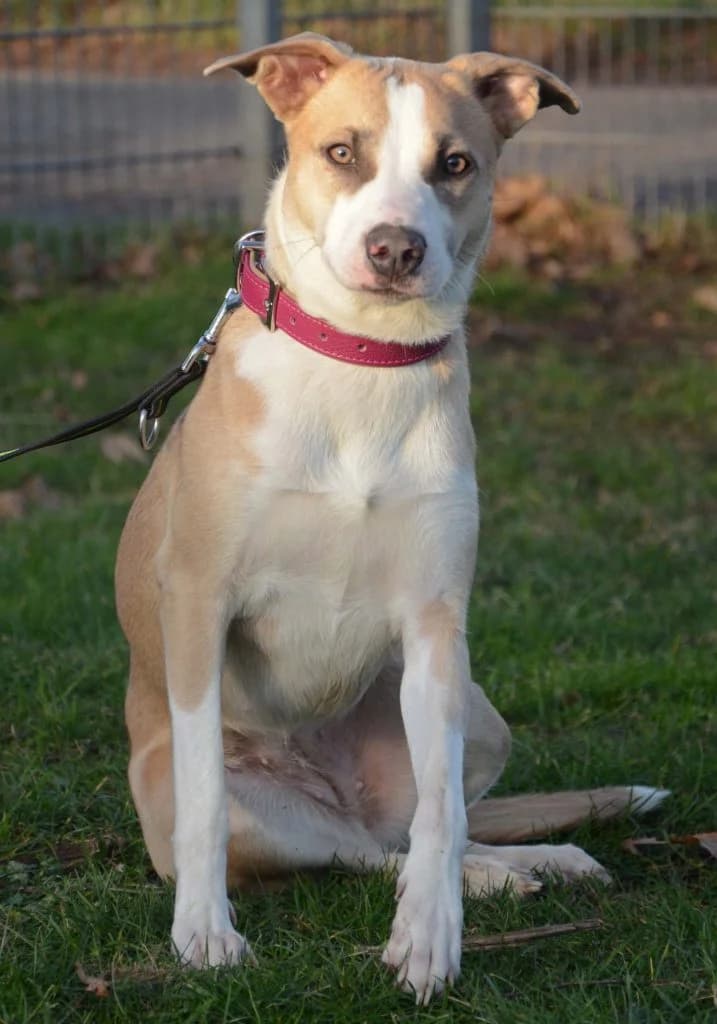 Rosa … bereit für die Schule, female Mixed Breed for adoption at Tierheim Moers, Moers — photo 5 of 8