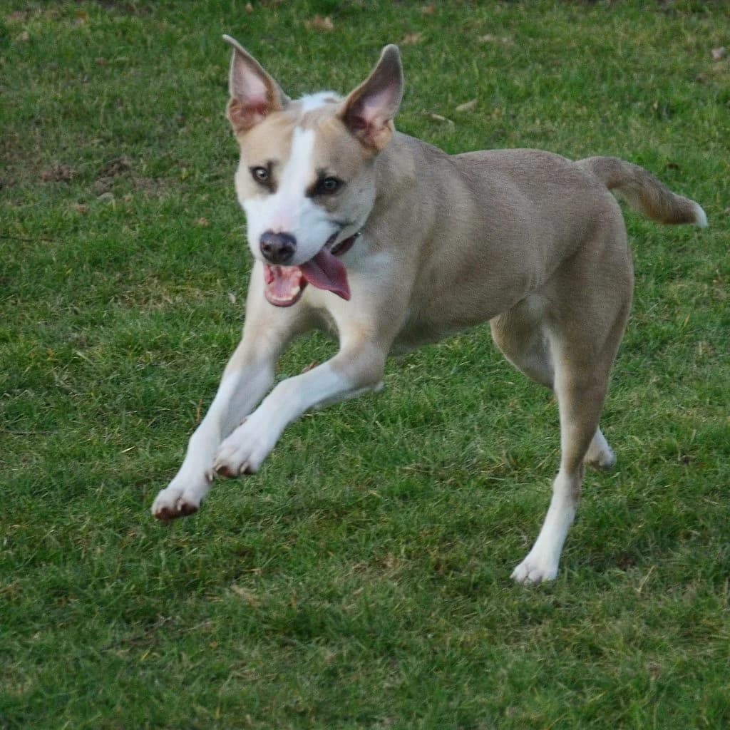 Rosa … bereit für die Schule, female Mixed Breed for adoption at Tierheim Moers, Moers — photo 6 of 8