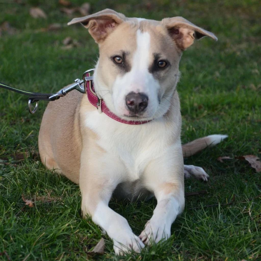 Rosa … bereit für die Schule, female Mixed Breed for adoption at Tierheim Moers, Moers — photo 7 of 8