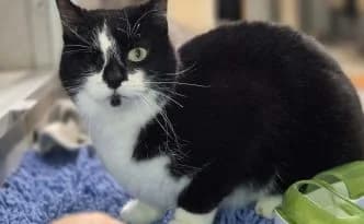 Sadie … hat eine schlimme Zeit hinter sich, female European Shorthair for adoption at Tierheim Moers, Moers