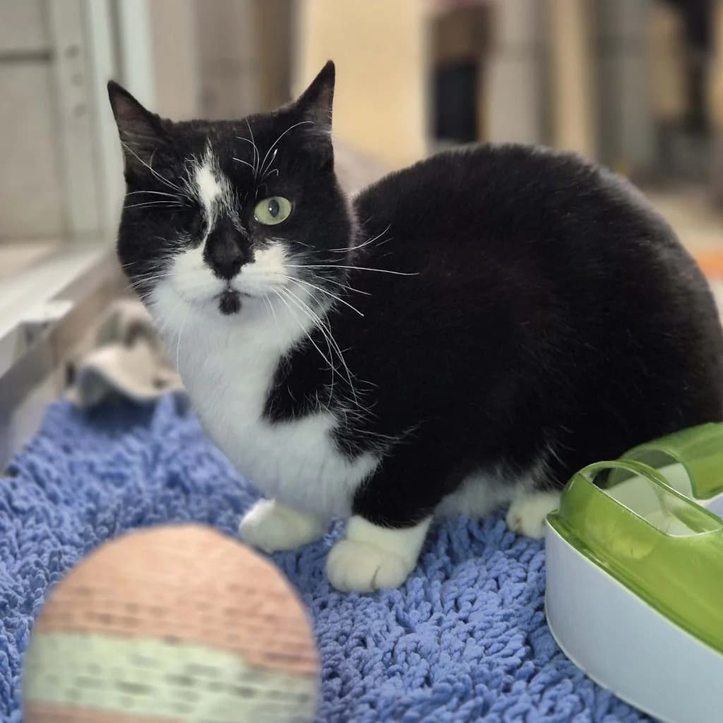 Sadie … hat eine schlimme Zeit hinter sich, female European Shorthair for adoption at Tierheim Moers, Moers — photo 2 of 7