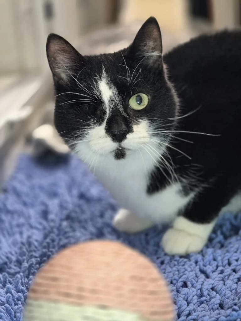 Sadie … hat eine schlimme Zeit hinter sich, female European Shorthair for adoption at Tierheim Moers, Moers — photo 3 of 7