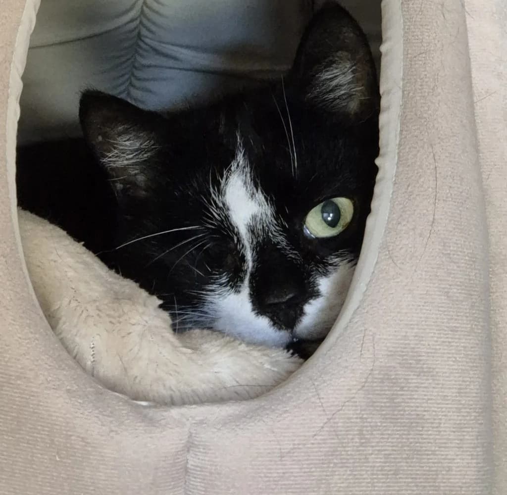 Sadie … hat eine schlimme Zeit hinter sich, female European Shorthair for adoption at Tierheim Moers, Moers — photo 4 of 7