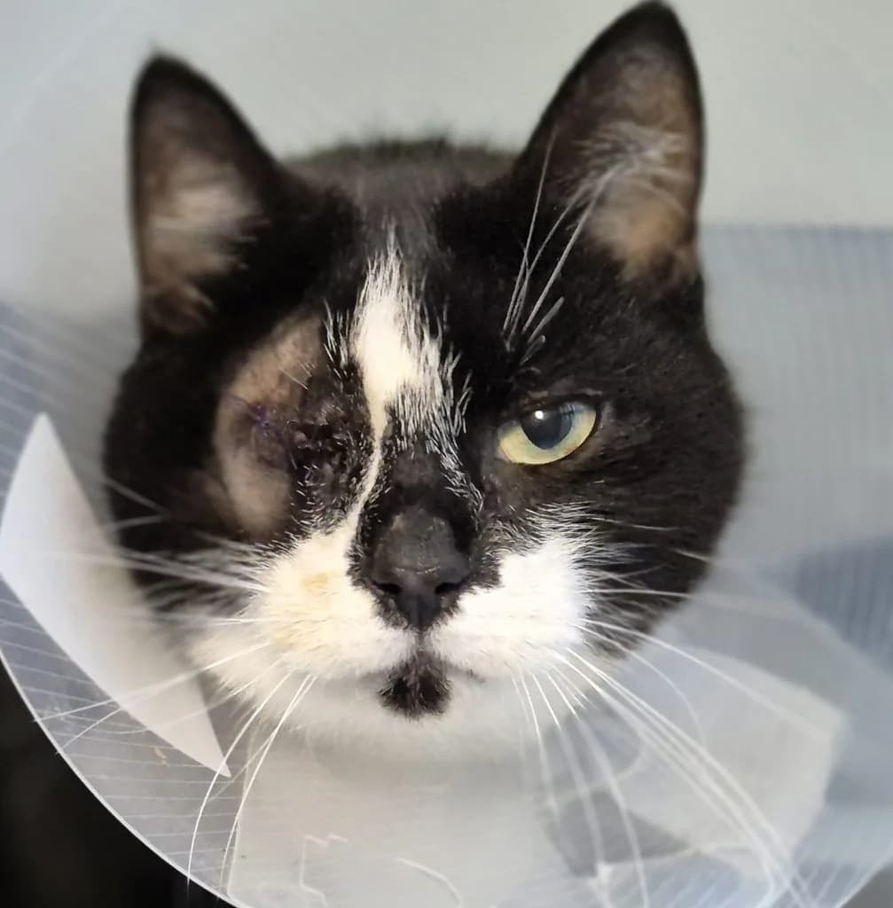 Sadie … hat eine schlimme Zeit hinter sich, female European Shorthair for adoption at Tierheim Moers, Moers — photo 5 of 7