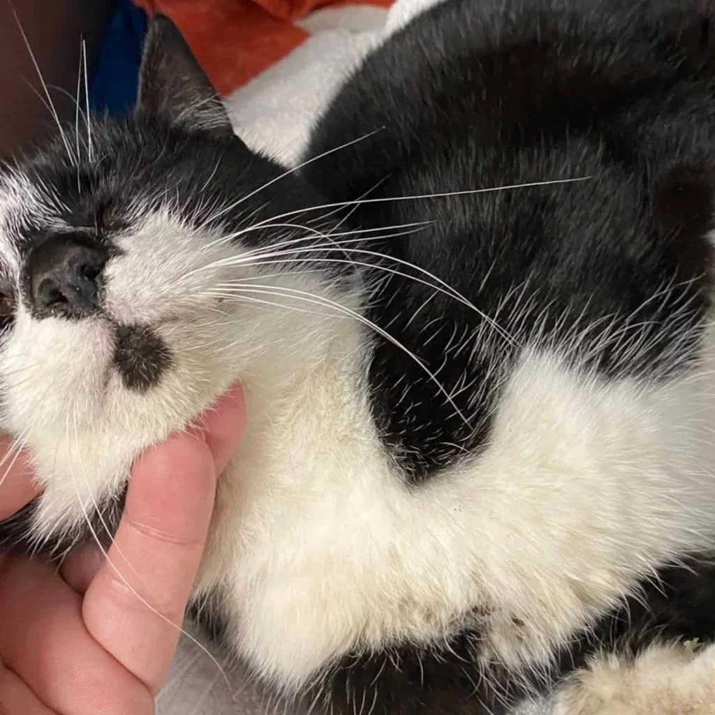Sadie … hat eine schlimme Zeit hinter sich, female European Shorthair for adoption at Tierheim Moers, Moers — photo 6 of 7