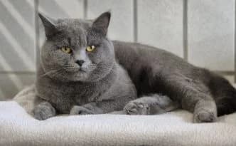 Theo … (nicht) gegen den Rest der Welt, blau male puppy British Shorthair for adoption at Tierheim Moers, Moers