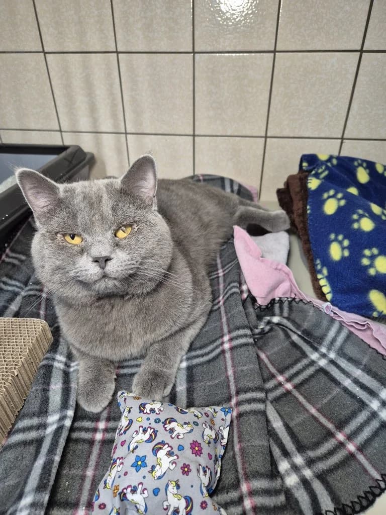 Theo … (nicht) gegen den Rest der Welt, male British Shorthair for adoption at Tierheim Moers, Moers — photo 2 of 8