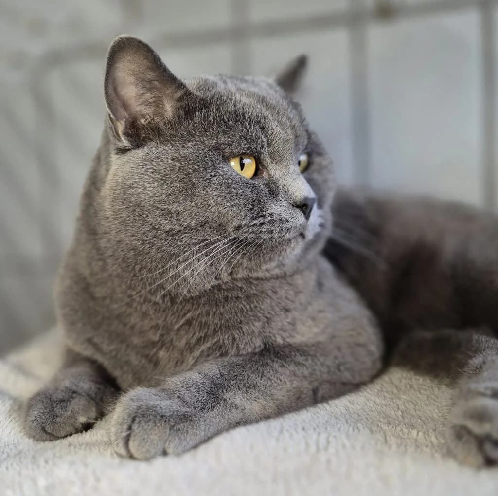 Theo … (nicht) gegen den Rest der Welt, male British Shorthair for adoption at Tierheim Moers, Moers — photo 3 of 8