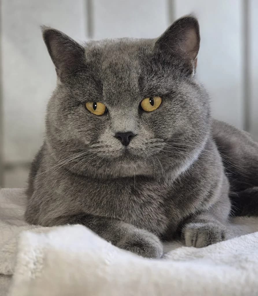 Theo … (nicht) gegen den Rest der Welt, male British Shorthair for adoption at Tierheim Moers, Moers — photo 4 of 8
