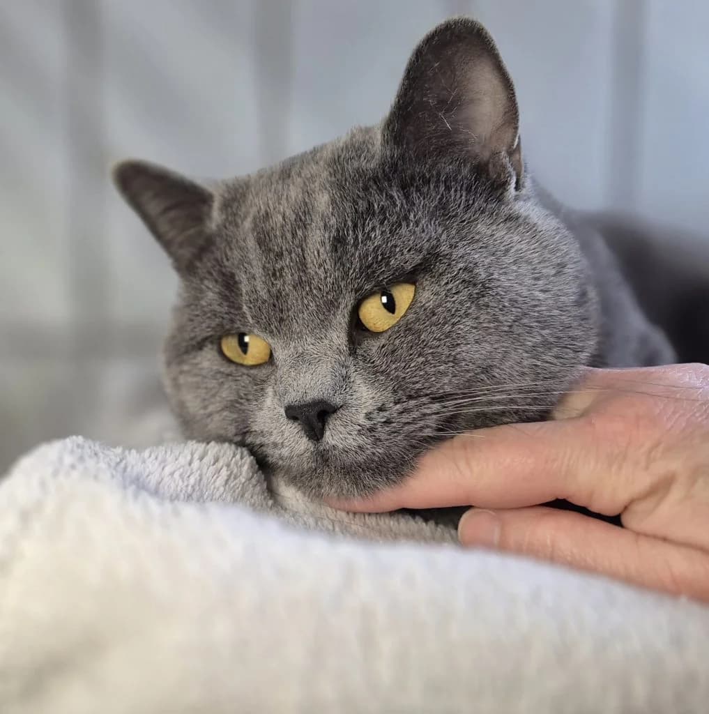 Theo … (nicht) gegen den Rest der Welt, male British Shorthair for adoption at Tierheim Moers, Moers — photo 5 of 8