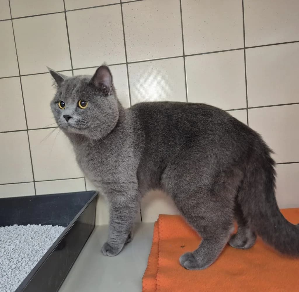 Theo … (nicht) gegen den Rest der Welt, male British Shorthair for adoption at Tierheim Moers, Moers — photo 7 of 8