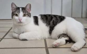 Timon … braucht eine zweite Chance, male European Shorthair for adoption at Tierheim Moers, Moers