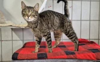 Bastian … ein charmanter Kater, braun male 5yo European Shorthair for adoption at Tierheim Moers, Moers