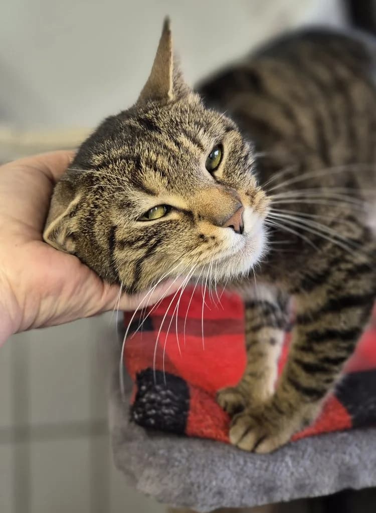 Bastian … ein charmanter Kater, male European Shorthair for adoption at Tierheim Moers, Moers — photo 3 of 5