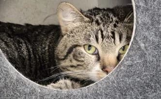 Kobold … gewöhnt sich noch ein, male European Shorthair for adoption at Tierheim Moers, Moers