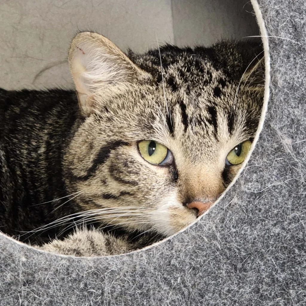 Kobold … gewöhnt sich noch ein, male European Shorthair for adoption at Tierheim Moers, Moers — photo 2 of 5