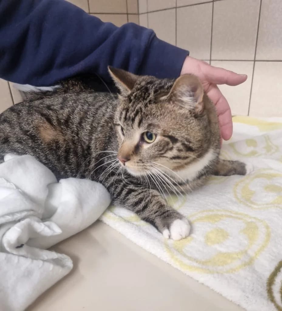 Kobold … gewöhnt sich noch ein, male European Shorthair for adoption at Tierheim Moers, Moers — photo 4 of 5