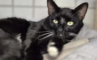 Ares … ein echt netter Typ – möchte mit Obelix ausziehen, male European Shorthair for adoption at Tierheim Moers, Moers