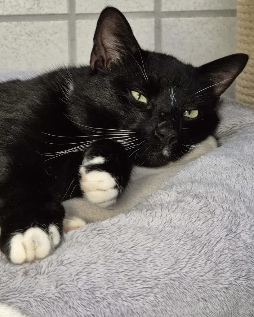 Ares … ein echt netter Typ – möchte mit Obelix ausziehen, male European Shorthair for adoption at Tierheim Moers, Moers — photo 2 of 6