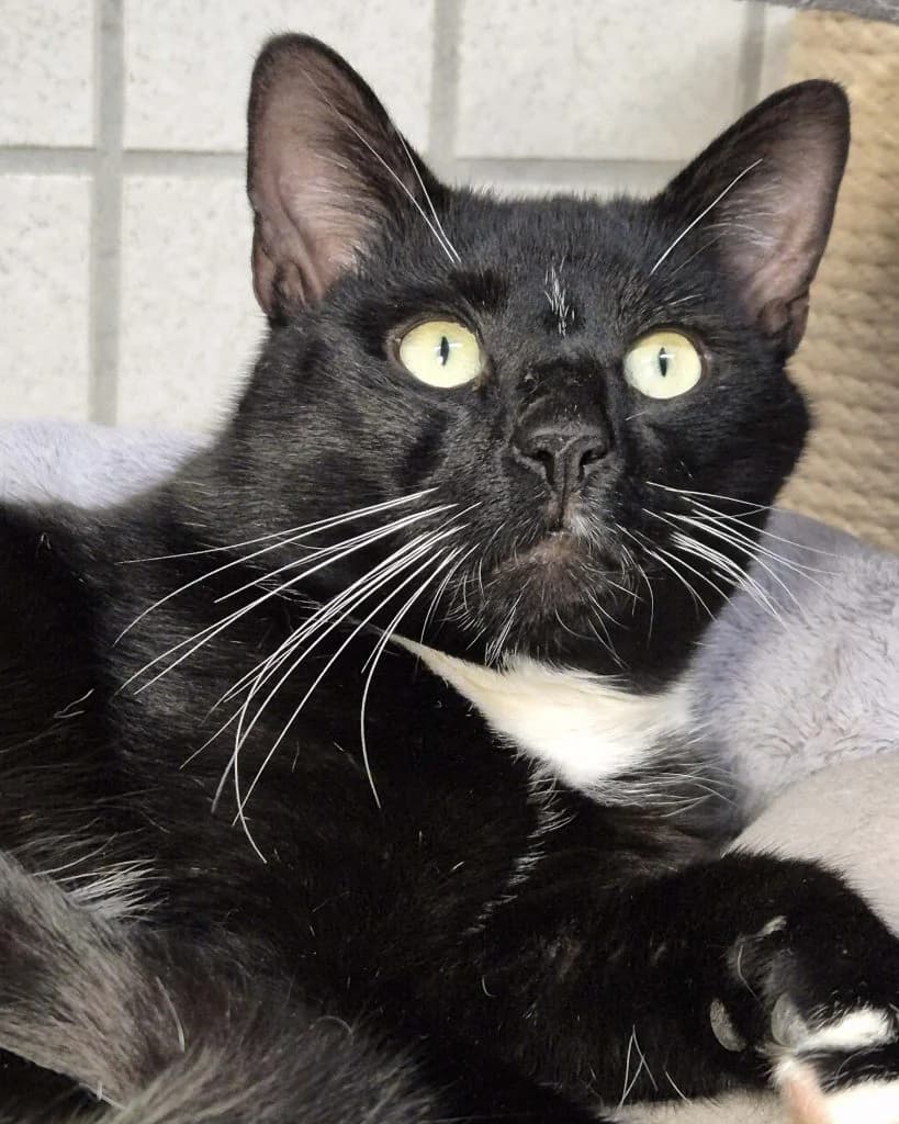 Ares … ein echt netter Typ – möchte mit Obelix ausziehen, male European Shorthair for adoption at Tierheim Moers, Moers — photo 3 of 6