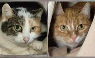 Isana & Balea … noch etwas schüchtern – vorgemerkt, female European Shorthair for adoption at Tierheim Moers, Moers