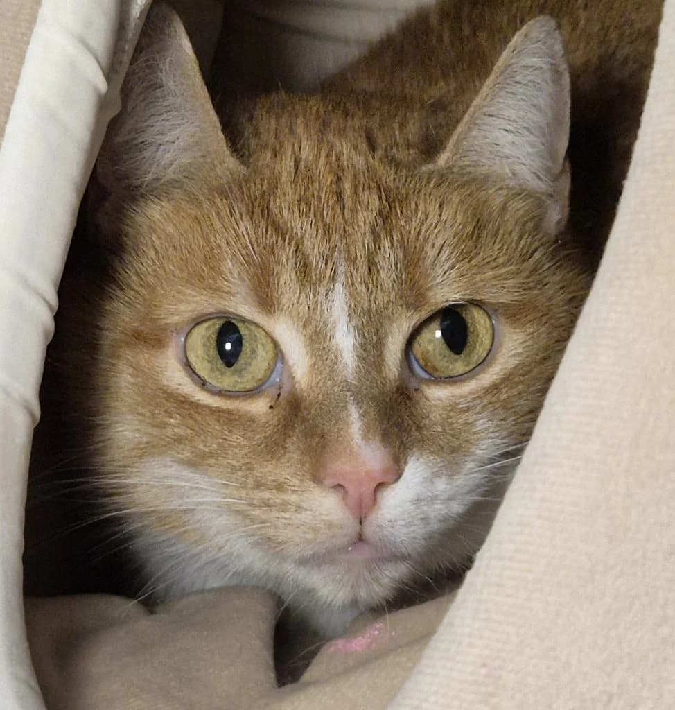 Isana & Balea … noch etwas schüchtern – vorgemerkt, female European Shorthair for adoption at Tierheim Moers, Moers — photo 2 of 4