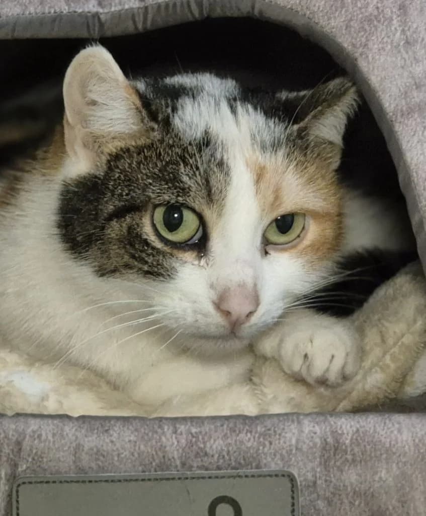 Isana & Balea … noch etwas schüchtern – vorgemerkt, female European Shorthair for adoption at Tierheim Moers, Moers — photo 3 of 4