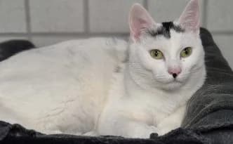 Obelix … stark auch ohne Zaubertrank – möchte mit Ares ausziehen, male European Shorthair for adoption at Tierheim Moers, Moers