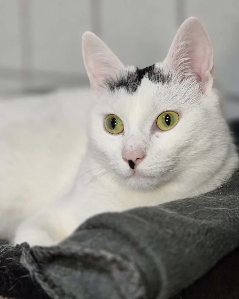 Obelix … stark auch ohne Zaubertrank – möchte mit Ares ausziehen, male European Shorthair for adoption at Tierheim Moers, Moers — photo 2 of 6