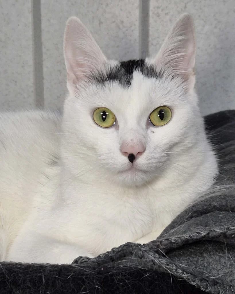 Obelix … stark auch ohne Zaubertrank – möchte mit Ares ausziehen, male European Shorthair for adoption at Tierheim Moers, Moers — photo 3 of 6