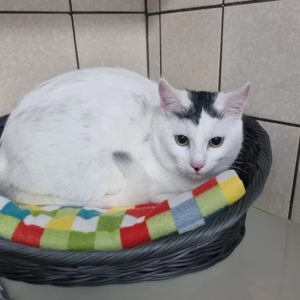 Obelix … stark auch ohne Zaubertrank – möchte mit Ares ausziehen, male European Shorthair for adoption at Tierheim Moers, Moers — photo 5 of 6