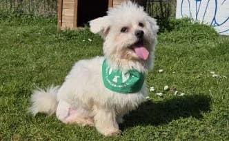 Fritz … hat viel zu erzählen, male Maltese for adoption at Tierheim Moers, Moers