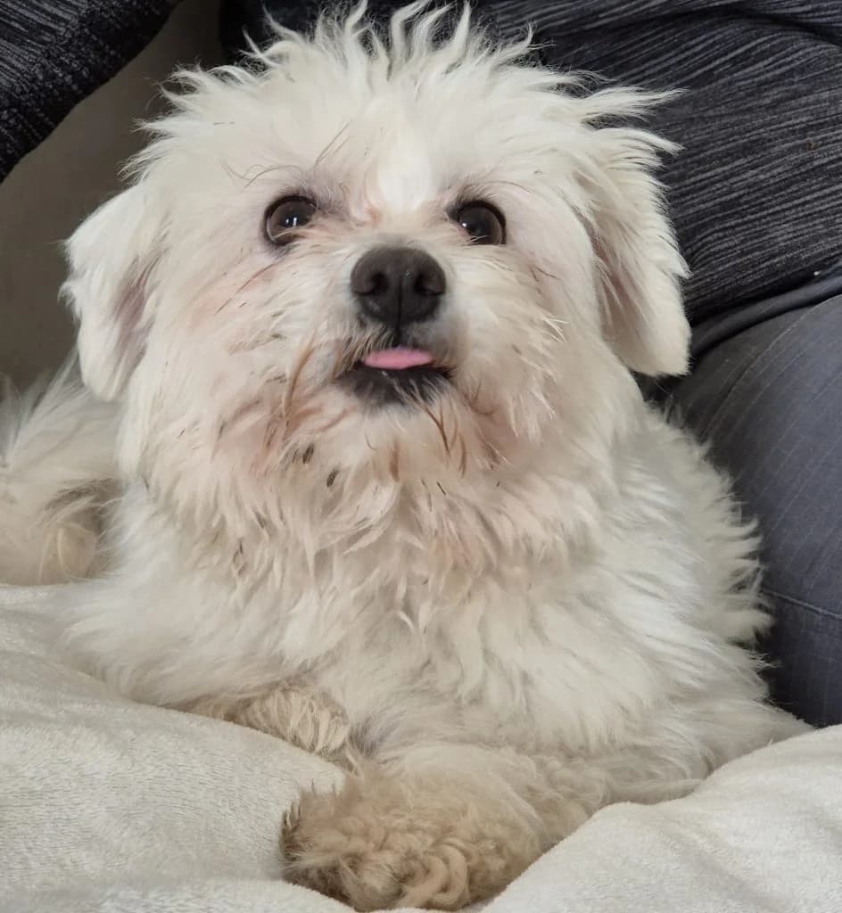 Fritz … hat viel zu erzählen, male Maltese for adoption at Tierheim Moers, Moers — photo 2 of 11