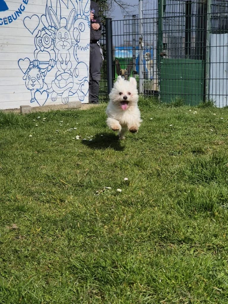 Fritz … hat viel zu erzählen, male Maltese for adoption at Tierheim Moers, Moers — photo 3 of 11