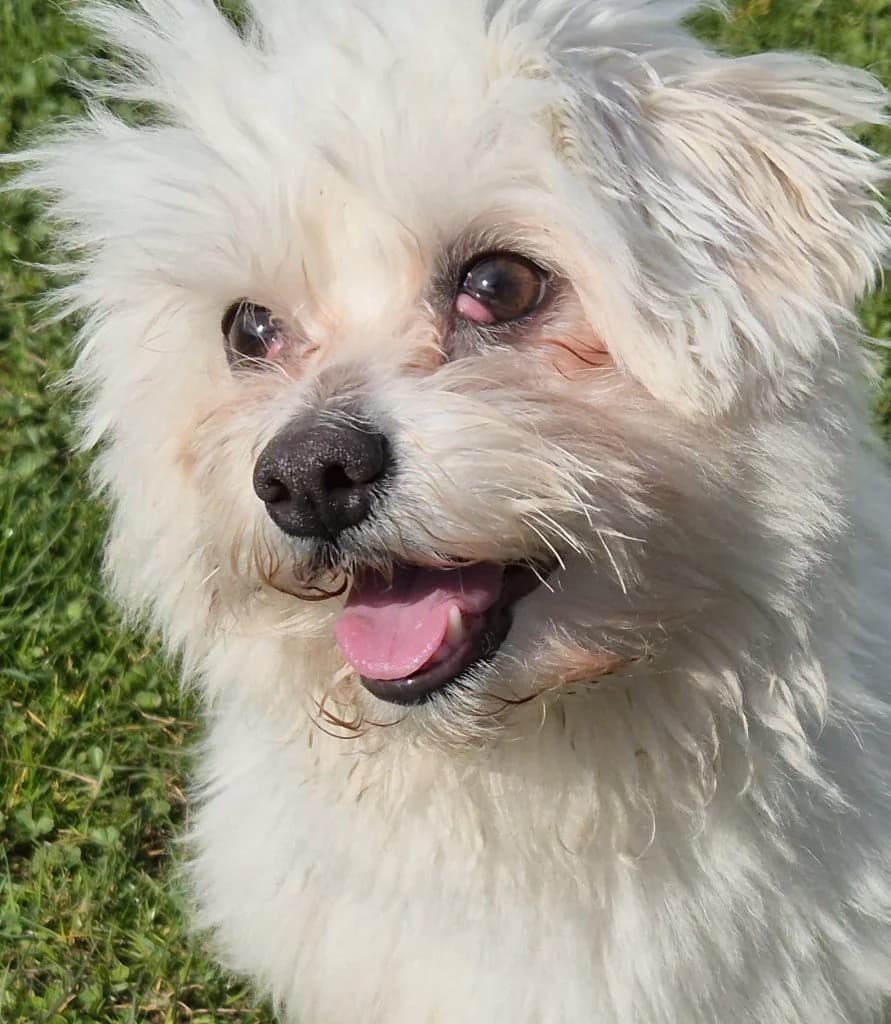 Fritz … hat viel zu erzählen, male Maltese for adoption at Tierheim Moers, Moers — photo 4 of 11