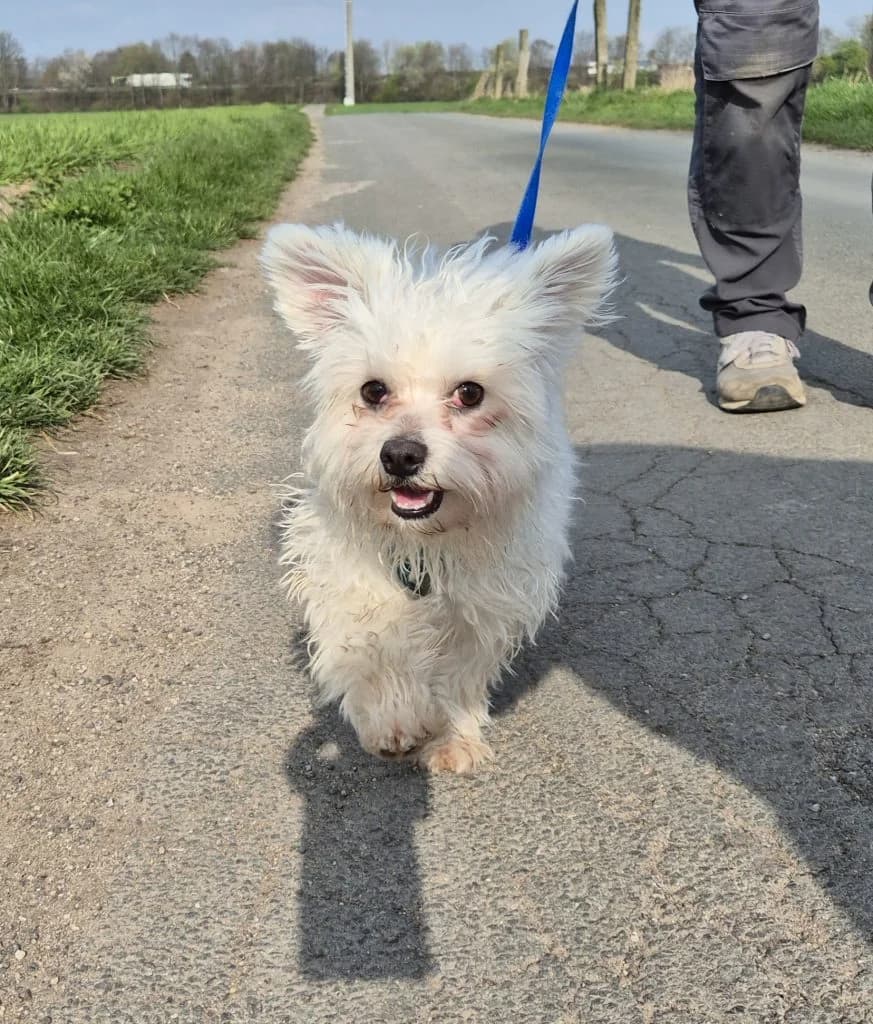 Fritz … hat viel zu erzählen, male Maltese for adoption at Tierheim Moers, Moers — photo 5 of 11
