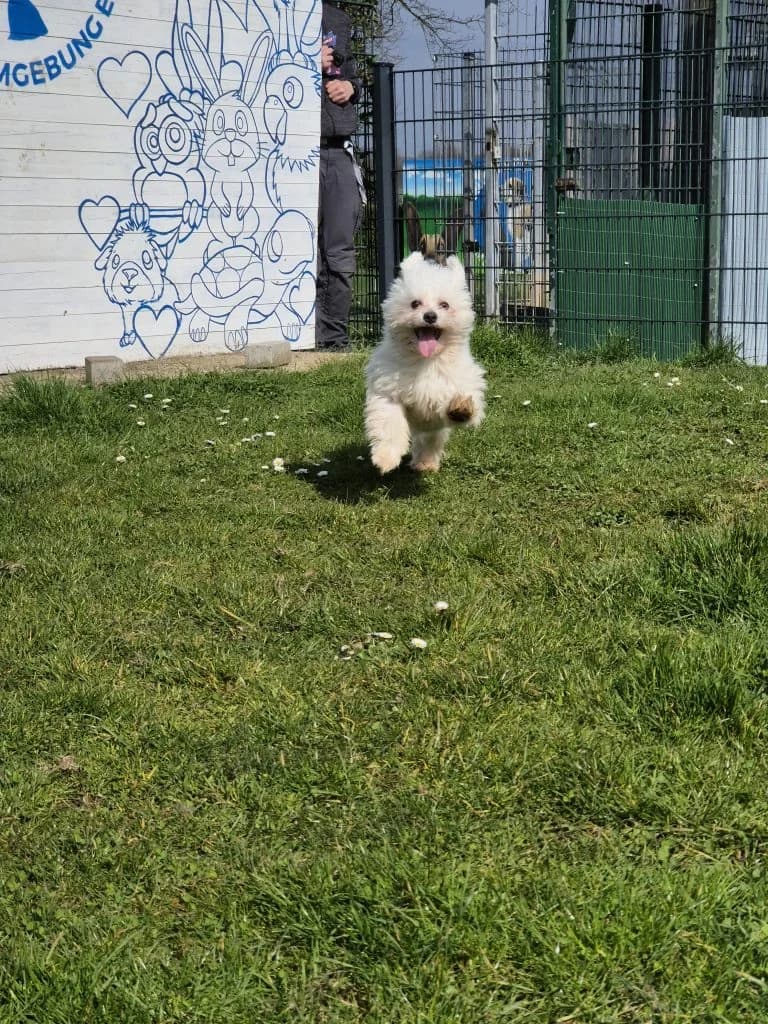 Fritz … hat viel zu erzählen, male Maltese for adoption at Tierheim Moers, Moers — photo 6 of 11
