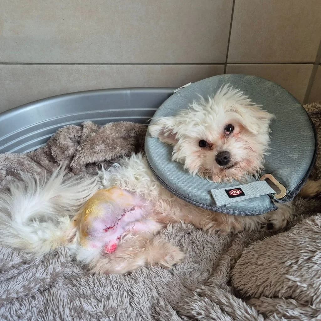 Fritz … hat viel zu erzählen, male Maltese for adoption at Tierheim Moers, Moers — photo 7 of 11