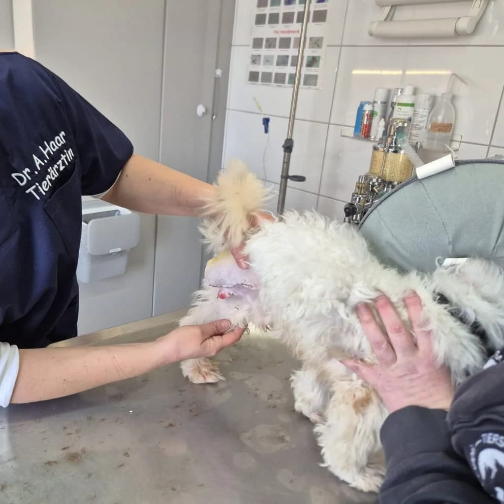 Fritz … hat viel zu erzählen, male Maltese for adoption at Tierheim Moers, Moers — photo 8 of 11