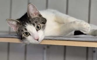 Stups … ein echter Schatz, male European Shorthair for adoption at Tierheim Moers, Moers