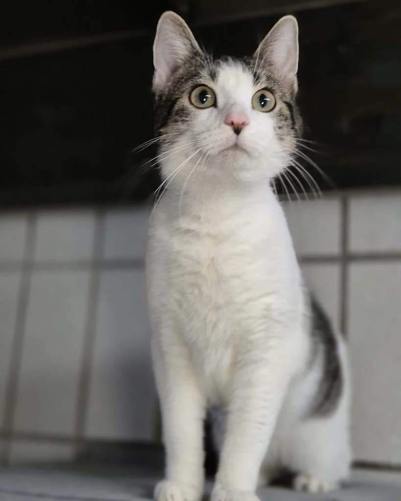 Stups … ein echter Schatz, male European Shorthair for adoption at Tierheim Moers, Moers — photo 2 of 5